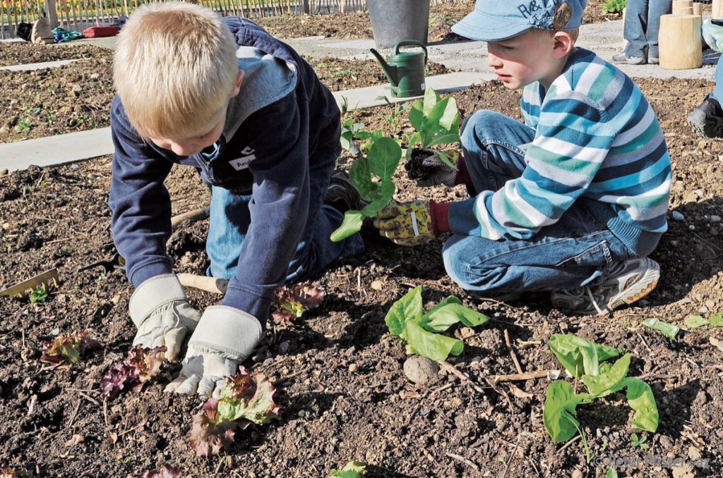 Nicht in jedem Garten empfehlenswert: Kinder und Blattgemüse.