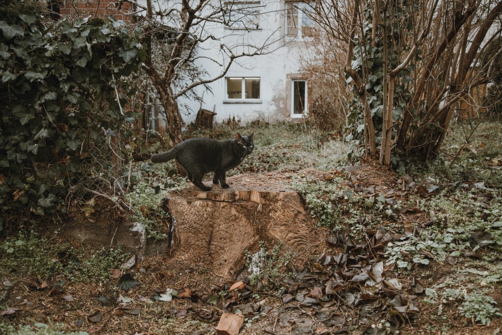 Schwarze Katzen, die von links kommen, bringen Unglück: Bis Ende Oktober stand hier eine Rottanne. Foto: Robin Kohler