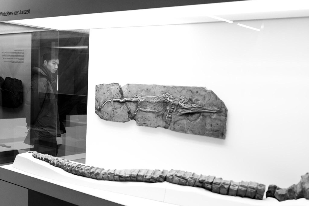  Fossile Wirbel eines Ichthyosaurus aus Beggingen. Fotos: Robin Kohler