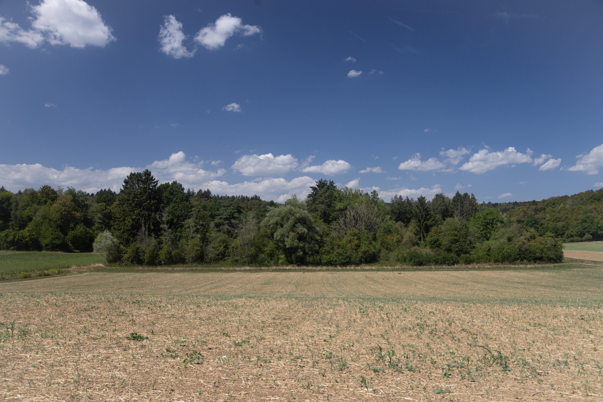 Verborgen: In diesem Wäldchen im Eschheimertal haben die Frösche ihren Frieden. Foto: Robin Kohler